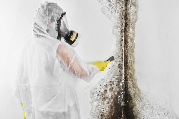 Best Commercial Mold Removal  in Buena, NJ