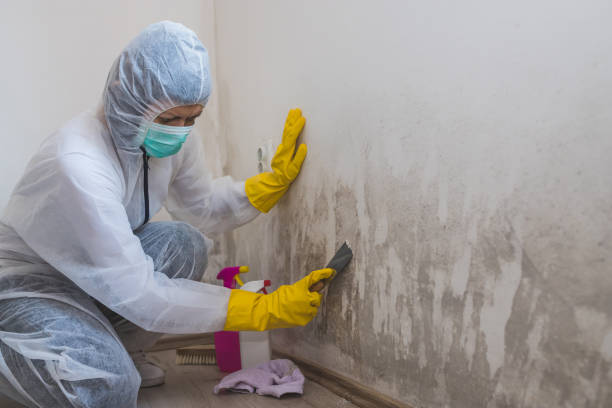 Best Commercial Mold Removal  in Buena, NJ