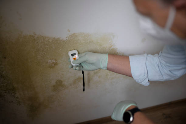 Best Residential Mold Removal  in Buena, NJ