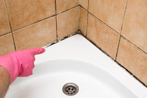 Best Professional Mold Removal  in Buena, NJ